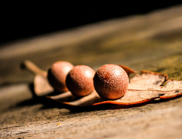 手机号验证码轰炸免费